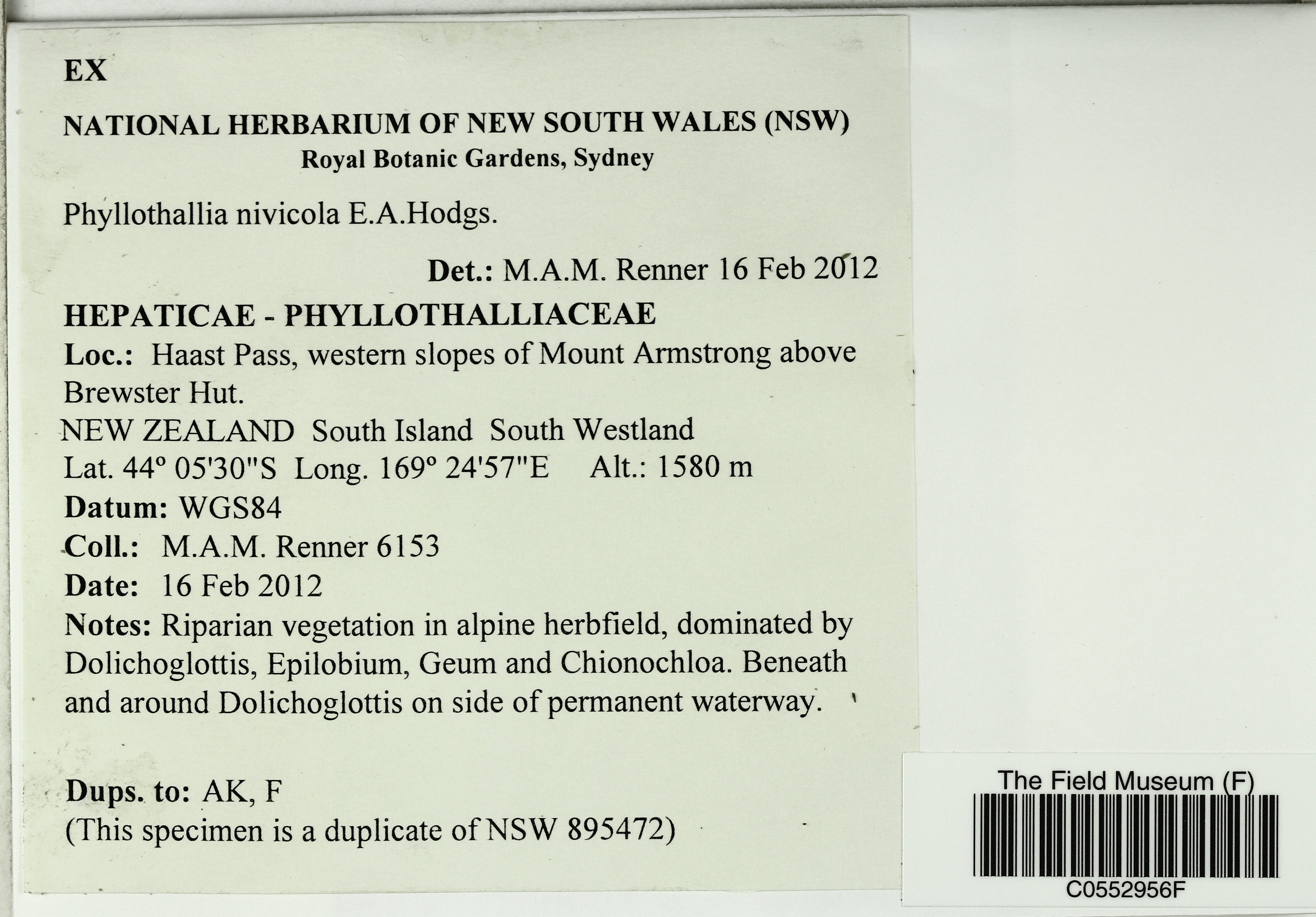 Phyllothallia nivicola image