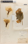Ipomoea wolcottiana subsp. calodendron (O'Donell) McPherson, Peru, O. L. Haught 201, F