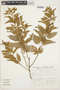 Jacquemontia floribunda (Kunth) Hallier f., Peru, S. Llatas Quiroz 2205, F