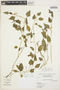 Solanum pygmaeum Cav., ARGENTINA, T. M. Pedersen 2767, F