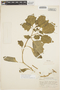 Solanum grandidentatum Phil., PERU, E. P. Killip 21871, F