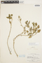 Solanum grandidentatum Phil., PERU, W. J. Eyerdam 10741, F