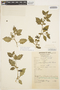 Solanum grandidentatum Phil., PERU, C. Vargas C. 673, F