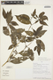 Solanum longifilamentum Särkinen & P. Gonzáles, PERU, J. Campos 3796, F