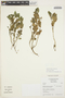 Solanum fragile Wedd., BOLIVIA, E. A. Emshwiller EE383, F