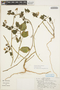 Solanum fragile Wedd., BOLIVIA, T. Johns 82-16, F