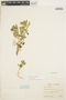Solanum fragile Wedd., BOLIVIA, W. M. A. Brooke 5234, F