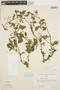 Solanum fragile Wedd., PERU, G. Edwin 3799, F