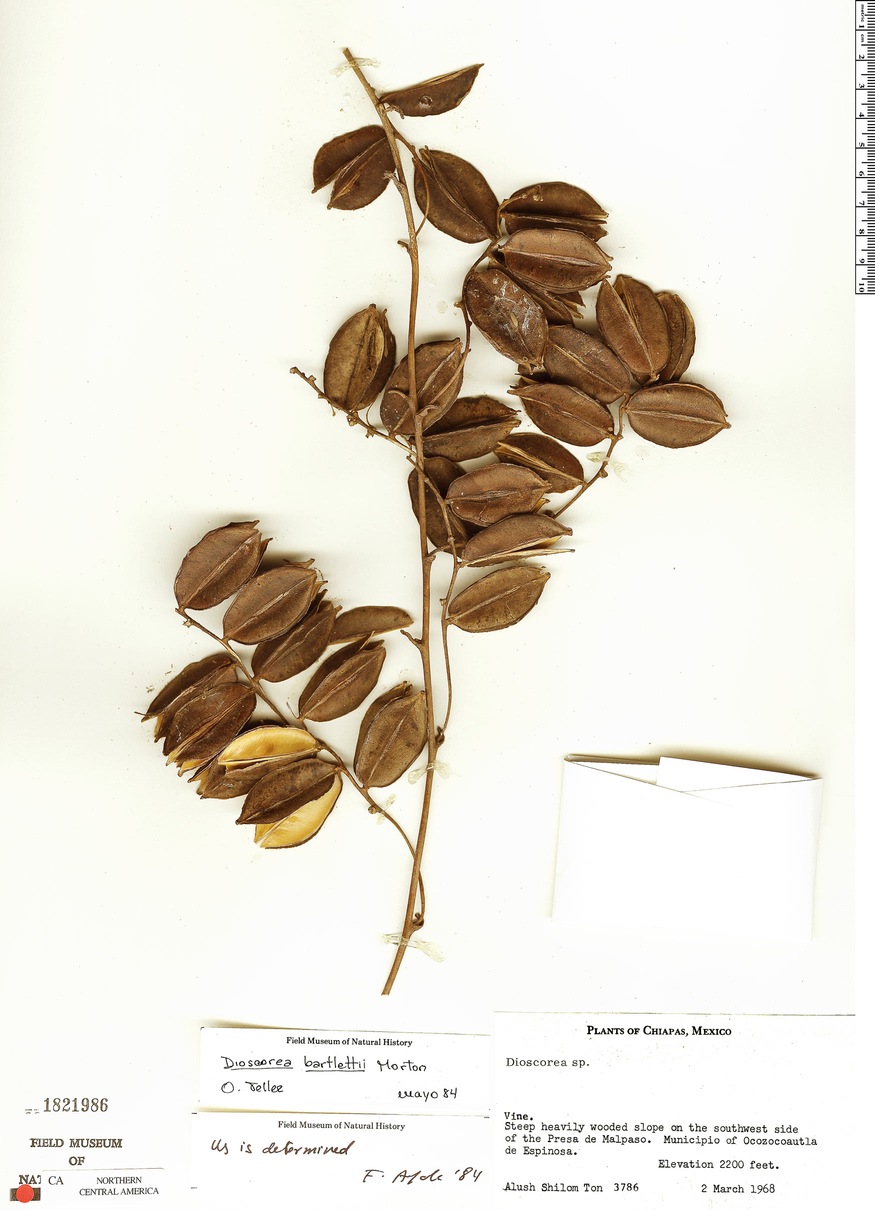Dioscorea bartlettii image