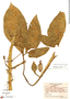 Syngonium podophyllum Schott, Colombia, T. C. Plowman 2408, F