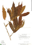 Casearia uleana Sleumer, Peru, T. C. Plowman 7014, F