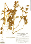 Amaranthus dubius Mart. ex Thell., Peru, A. Sagástegui A. 7619, F