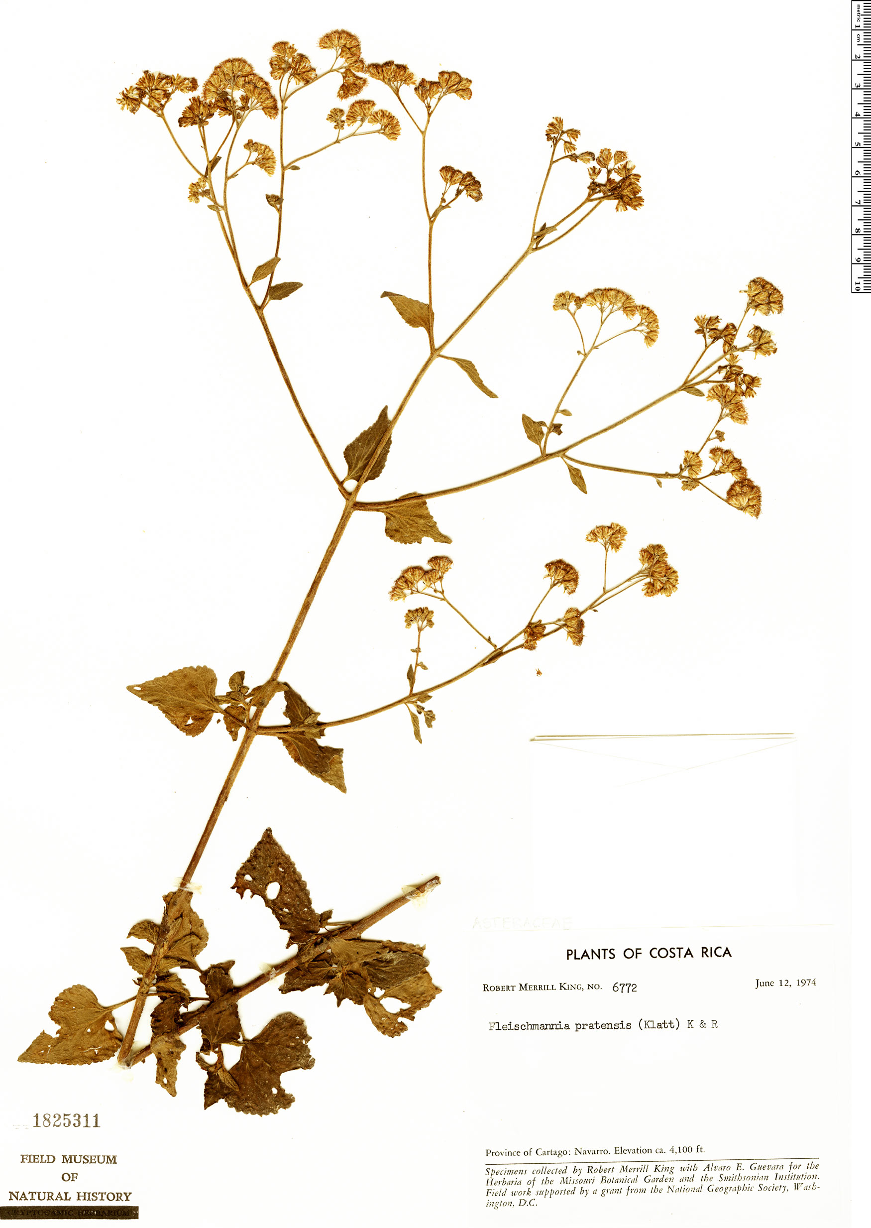 Fleischmannia pratensis image