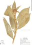 Costus montanus Maas, L. O. Williams 28906, F
