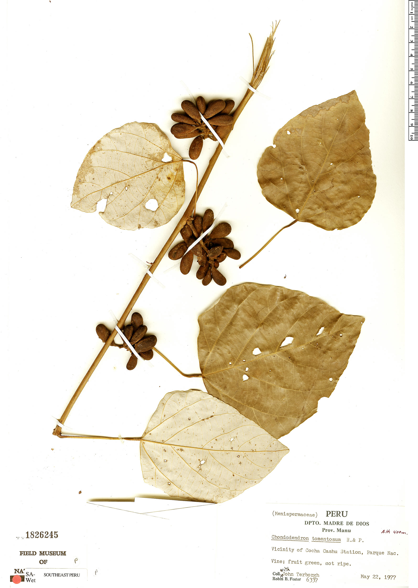 Specimen: Chondrodendron tomentosum