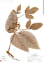 Cissus ulmifolia (Baker) Planch., Peru, R. B. Foster 6457, F