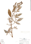Cissus ulmifolia (Baker) Planch., Peru, R. B. Foster 6350, F