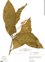 Pulchranthus adenostachyus (J. Lindau) V. M. Baum et al., Peru, R. B. Foster 3179, F