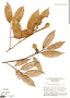 Couepia racemosa Benth. ex Hook. f., Brazil, E. Lleras 7483, F