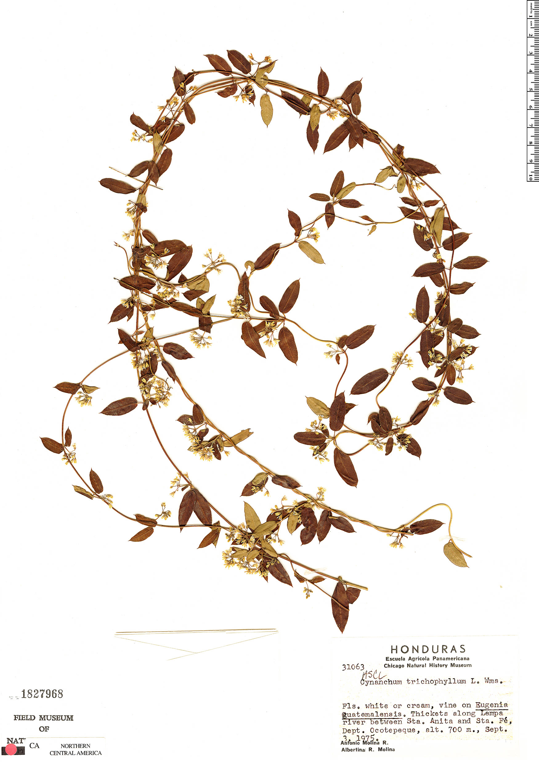 Metastelma trichophyllum image