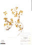 Marsilea polycarpa Hook. & Grev., Honduras, A. Molina R. 30448, F
