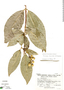 Bunchosia veluticarpa image