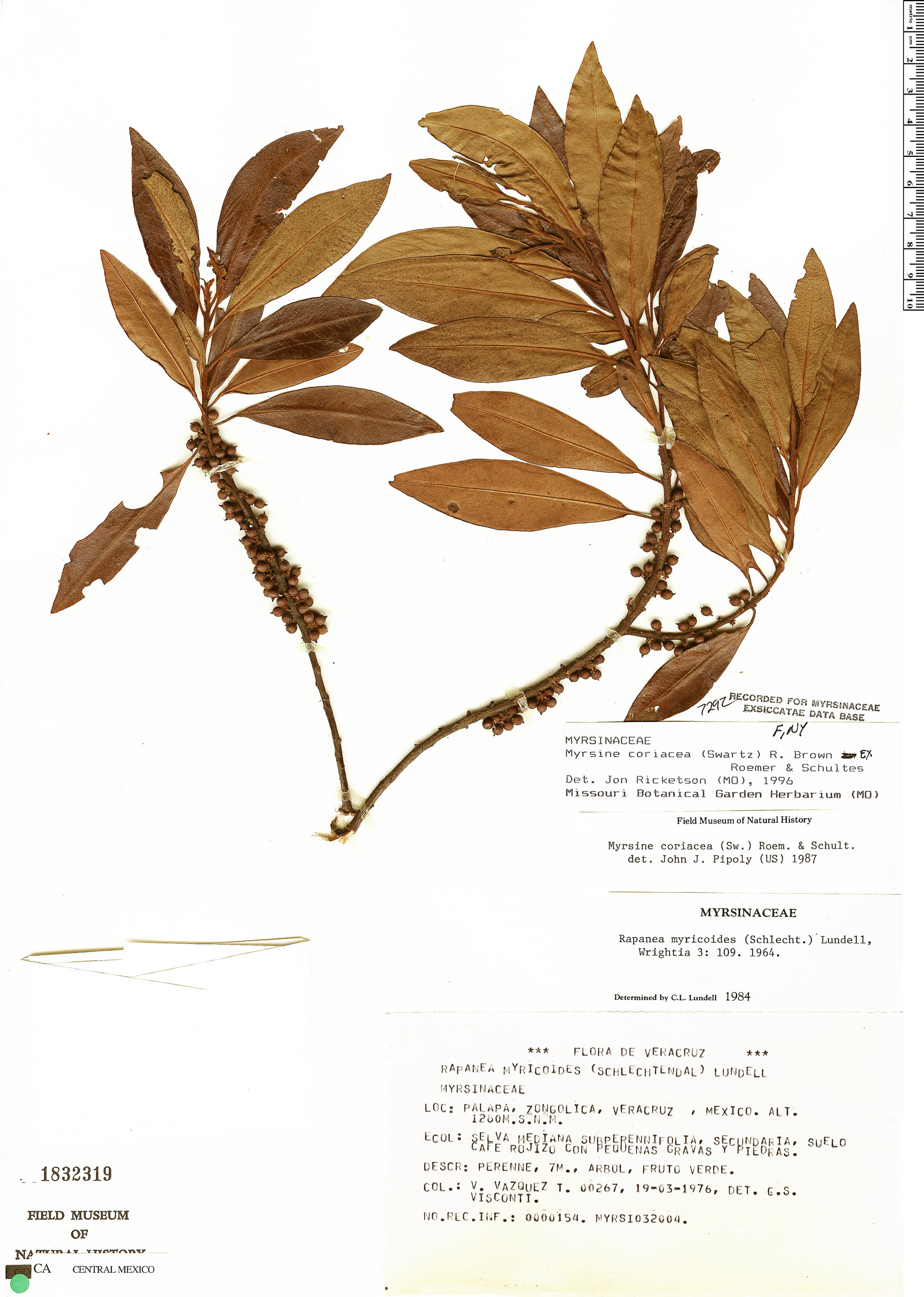 Myrsine coriacea image