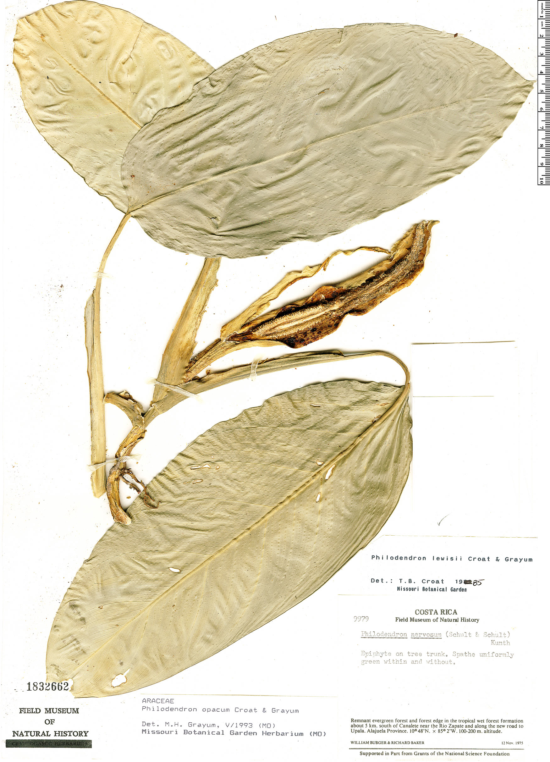 Philodendron opacum image