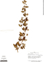 Marsypianthes chamaedrys (Vahl) Kuntze, Peru, A. H. Gentry 16344, F