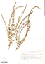 Lythrum gracile Benth., Mexico, J. J. Fay 921, F