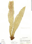 Asplenium serratum L., Mexico, D. E. Breedlove 33861, F