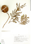 Jacaranda mimosifolia D. Don, Mexico, M. G. Zola Baez 687, F