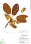 Sterculia rugosa R. Br., Guyana, S. A. Mori 8143, F