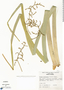 Nolina parviflora (Kunth) Hemsl., Mexico, E. I. Hernández-Xolocotzi x-16752, F