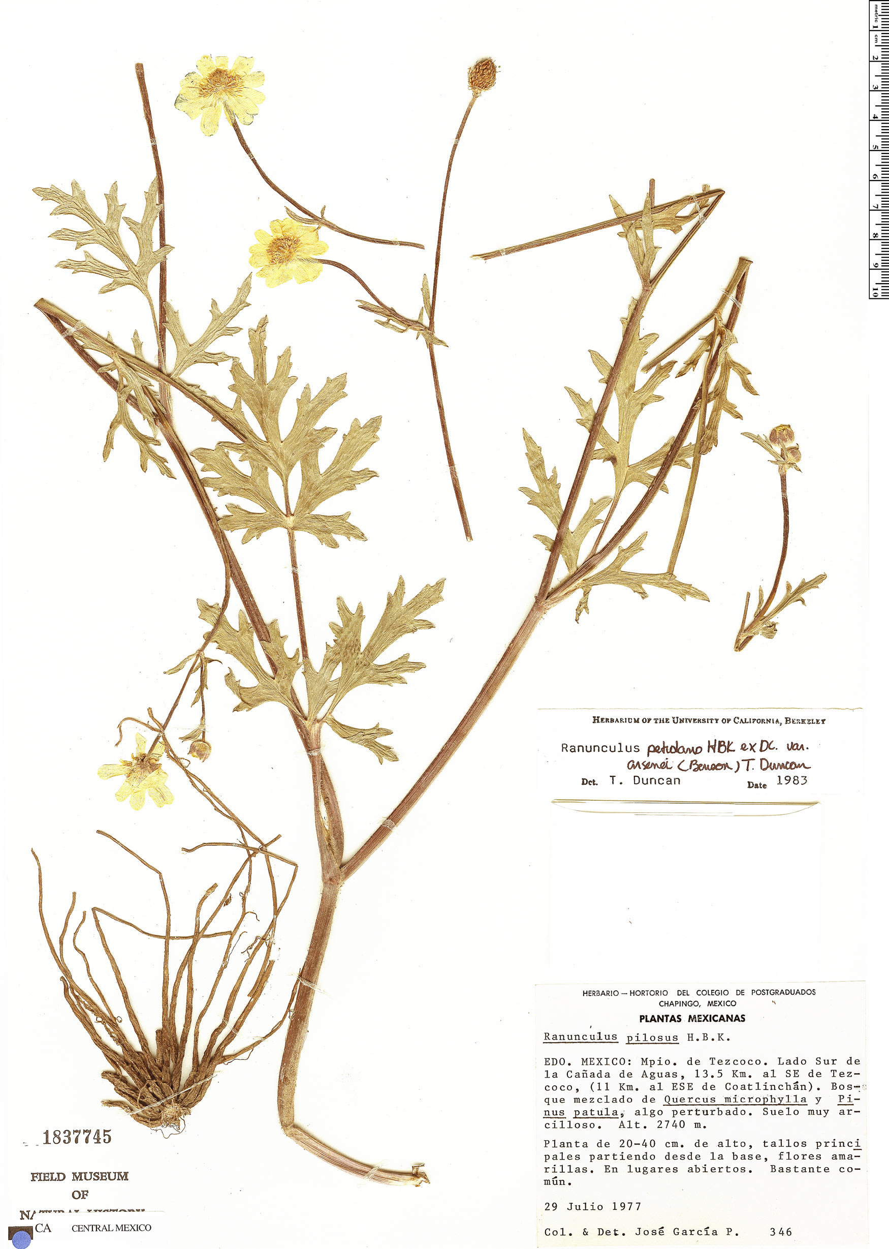 Ranunculus fasciculatus image