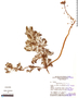 Utricularia foliosa L., Brazil, D. Campbell 22046, F