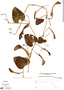 Aristolochia filipendula Duch., Brazil, A. Krapovickas 29920, F