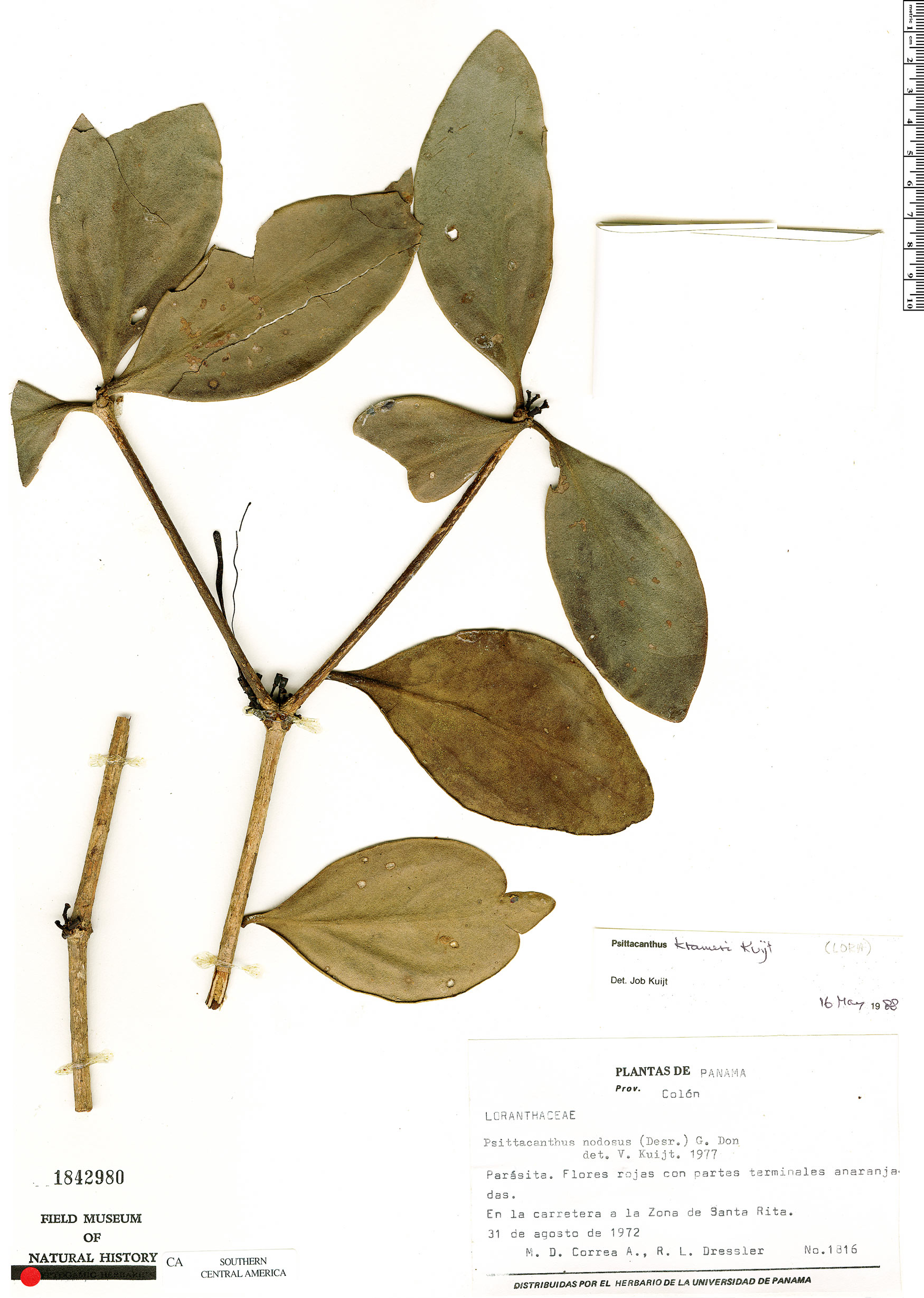Psittacanthus krameri image