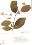 Tournefortia hirsutissima L., Mexico, A. Lot Helgueras 812, F
