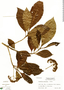 Chimarrhis parviflora image