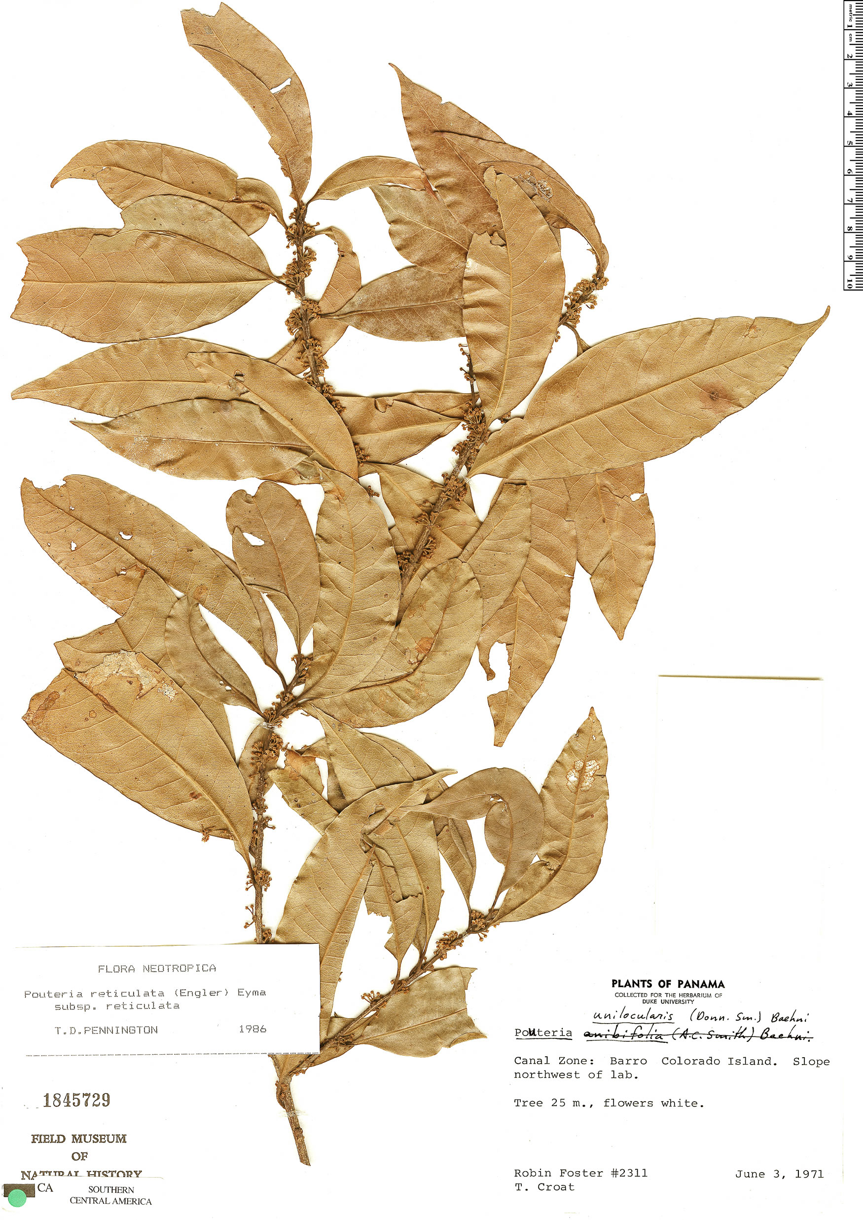 Pouteria reticulata subsp. reticulata image
