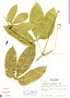 Cayaponia granatensis image