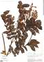 Jacaranda copaia subsp. spectabilis (Mart. ex A. DC.) A. H. Gentry, Peru, A. H. Gentry 21049, F