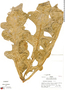Anthurium clavigerum Poepp., Peru, R. B. Foster 6396, F
