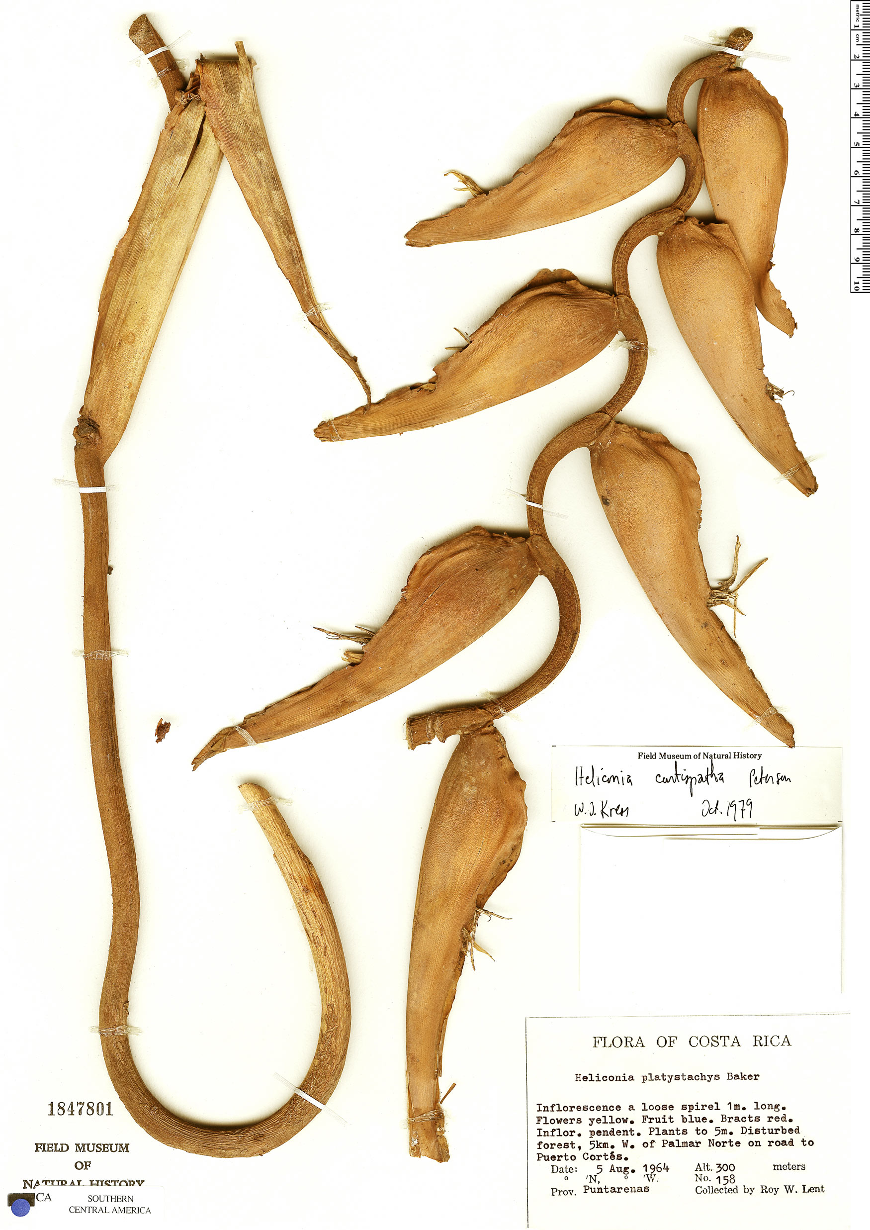 Heliconia curtispatha image