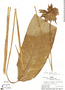 Calathea sophiae Huber, Peru, J. W. Terborgh 6738, F