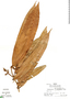 Calyptranthes speciosa Sagot, Peru, R. B. Foster 6657, F