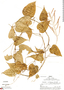 Dioscorea nicolasensis R. Knuth, Peru, R. B. Foster 4233, F