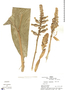 Renealmia thyrsoidea (Ruíz & Pav.) Poepp. & Endl., Peru, J. W. Terborgh 6776, F