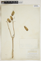 Bryophyllum calycinum Salisb., U.S.A., E. Palmer 149, F